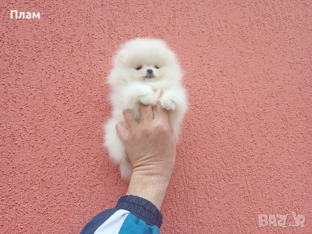 Бели Померани., снимка 7 - Померан - 54105599