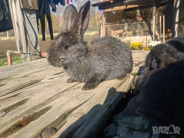 Зайци зайчета заек