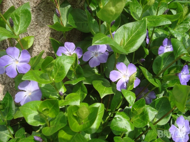 Голяма винка, Голям зимзелен (Vinca major)