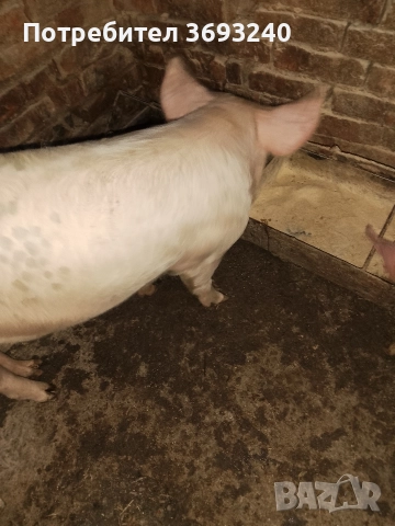 продавам мъжко прасе, снимка 3 - Прасета - 52986439