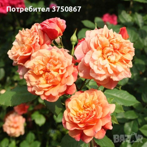 🌹 РОЗА 🌹 Aloha®, снимка 2 - Градински цветя и растения - 54154256