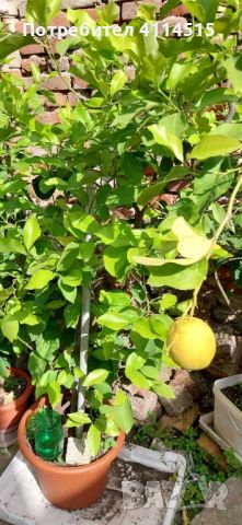 Лимонови дръвчета, снимка 1 - Стайни растения - 45980513