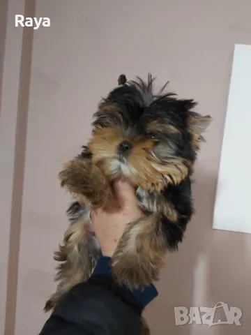 Йоркширски териер , снимка 6 - Йоркширски териер - 48370769