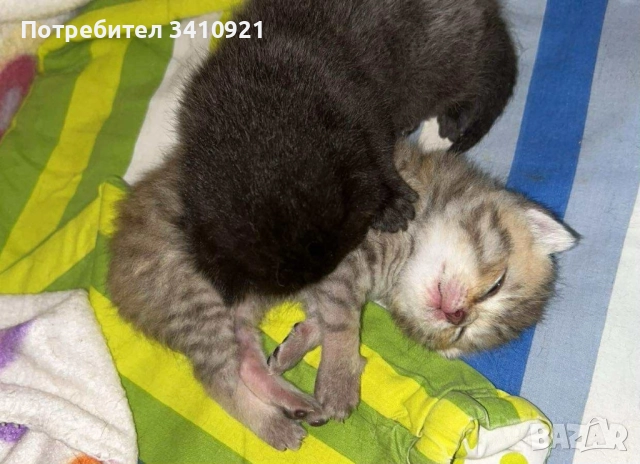 Британска златна чинчила, снимка 5 - Британска късокосместа - 52356608