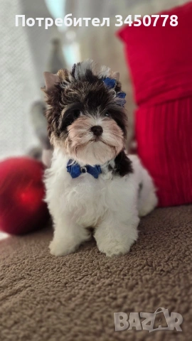 мини йоркшир момче, снимка 4 - Йоркширски териер - 53006502