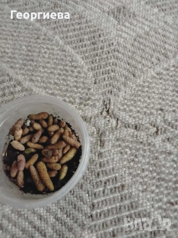 ахименес, снимка 3 - Стайни растения - 53292597