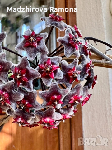 Хоя. Hoya Pubicalyx red button  .Pubicalyx pink silver 