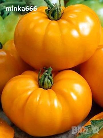 Разсад за оранжев домат, снимка 1 - Разсади - 46125026