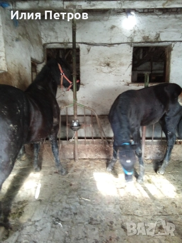 Конче женско , снимка 3 - Коне - 52855658