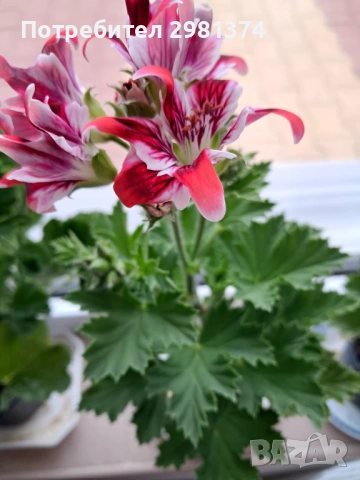 Кралски мушката, снимка 7 - Стайни растения - 54292443