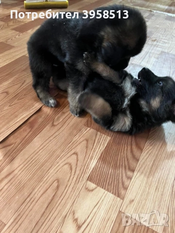 Продавам кучета, снимка 6 - За кучета - 53910381