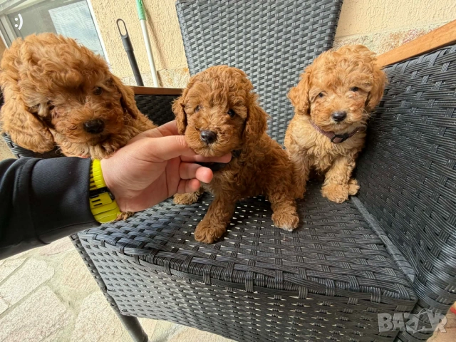 Мини пудели актуално от 31.3.2026, снимка 6 - Пудели - 54037336