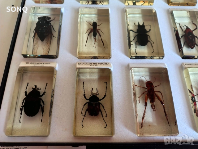 Страхотна Колекция Хербарий От Буболечки,Насекоми, снимка 4 - Колекции - 53137155