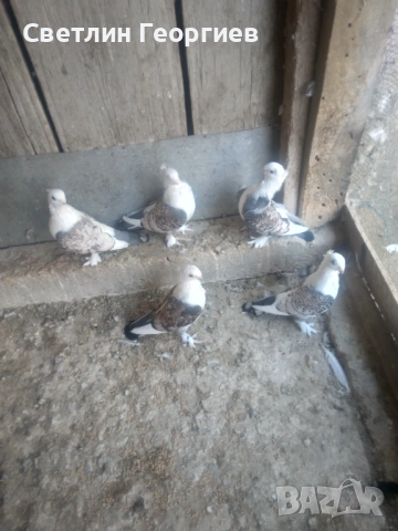 Продавам салтанети, снимка 2 - Гълъби - 51622994