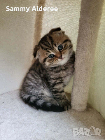 Британски, шотландски котета пухчета, снимка 10 - Британска късокосместа - 53852203