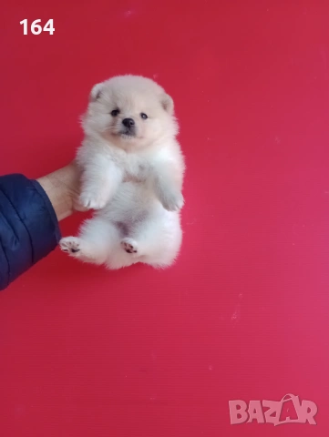 Померанчета. Реални снимки ! Померани., снимка 6 - Померан - 53122247