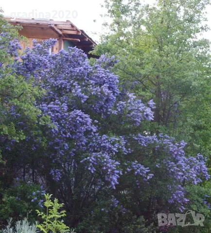 Цеанотусът (Ceanothus) или калифорнийският люляк Налични 3 вида, снимка 2 - Разсади - 49943995