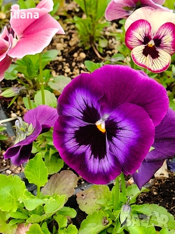 Продавам теменужки, снимка 4 - Градински цветя и растения - 54018842