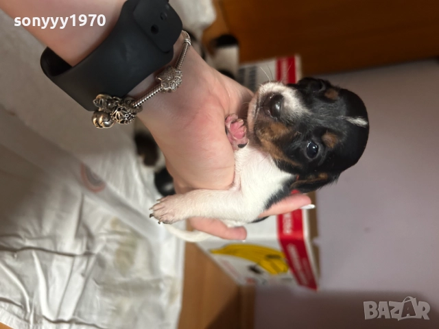 ДЖАК РЪСЕЛ-250ЛВ ЗА СЛАДУРЧЕ 1009251806, снимка 3 - Джак ръсел териер - 51669599