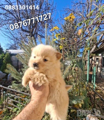 Померан кученца , снимка 3 - Померан - 49063312