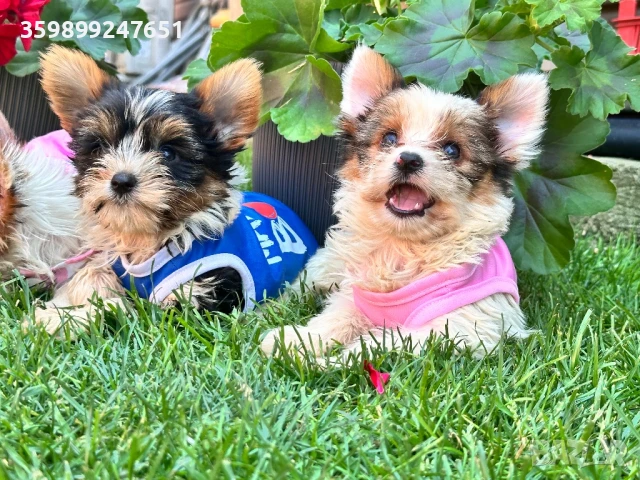 Бивър мини йоркширски териери , снимка 1