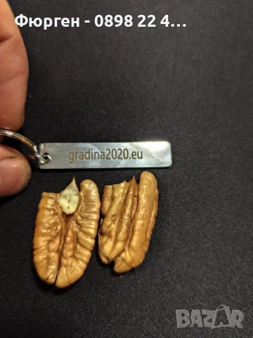 Разсад Орех Пекан, снимка 10 - Разсади - 47897139