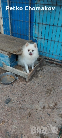 померан, снимка 2 - Померан - 52593351