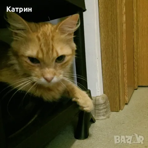 Рижаво Женско Коте с Дълъг Косъм търси своя Нов Дом и Грижовни Стопани, снимка 4 - Други - 46851225