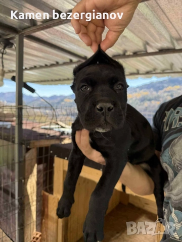 Кане Корсо Смолян , снимка 5 - Кане корсо - 52457720