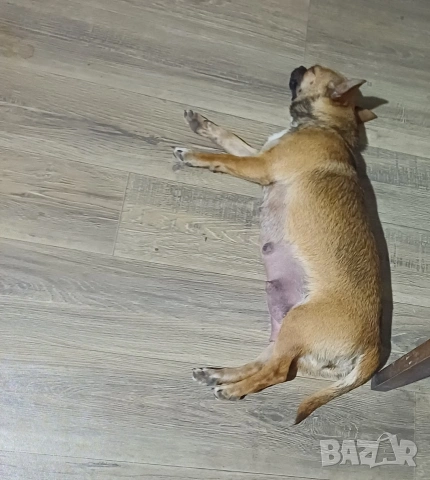 Чистокръвни мини чихуахуа , снимка 14 - Чихуахуа - 53380954