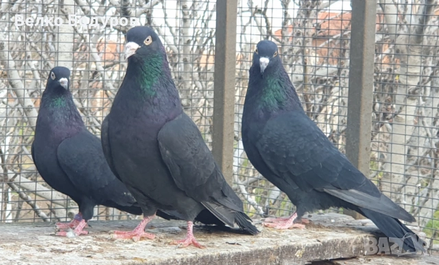 Пазарджишки високо летци. 