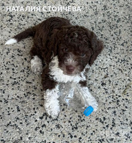 Кученца Лагото Романьол сигурен произход 45 дни, снимка 1 - Други - 46484012