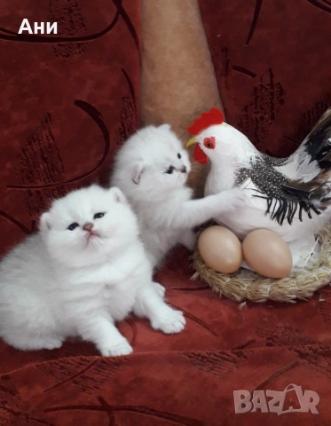 Топ Цена.Уникални Котенца , снимка 5 - Британска късокосместа - 54160766