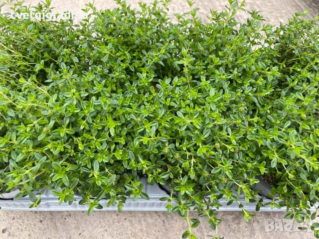 Satureja montana – ароматна подправка и лечебна билка!, снимка 1