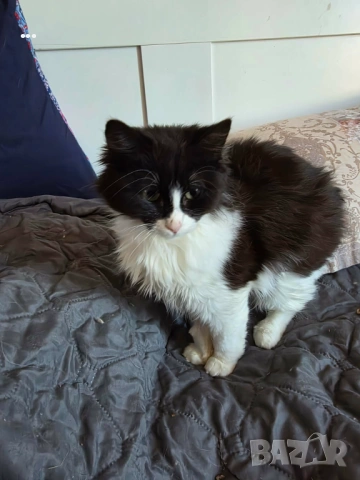 Продавам ангорско коте, снимка 3 - Ангорски - 53656783