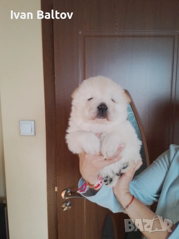 ЧАУ ЧАУ СЛАДУРИ, снимка 4 - Чау Чау - 53693839