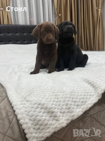 Чистокръвни Лабрадор Ретривър:, снимка 12 - Лабрадор ретривър - 53164804