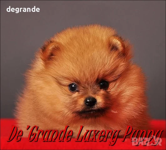 Златисти мъжки и женски бебета Померан, снимка 4 - Померан - 51198870