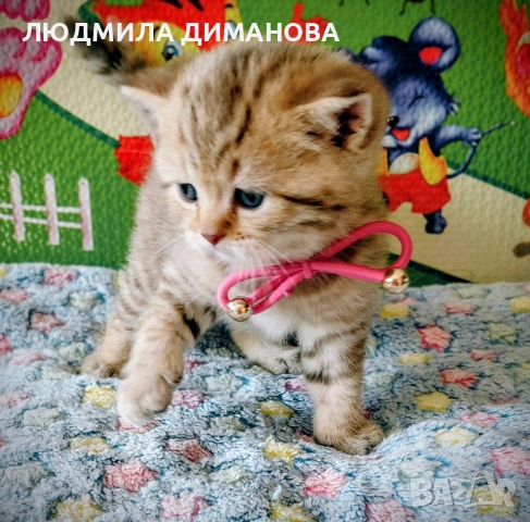 Шотландски златни чинчили. , снимка 5 - Британска късокосместа - 53387343