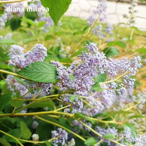 Калифорнийски люляк Хенри Дефозе,  Ceanothus 'Henry Defosee', снимка 2 - Градински цветя и растения - 46888623