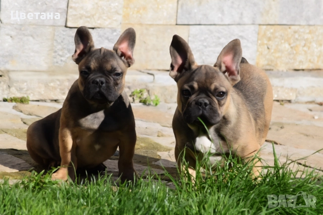 Френски булдог, снимка 2 - Френски булдог - 51957534