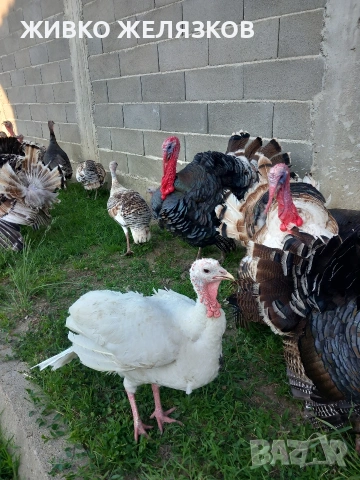 Продавам , домашно-отгледани пуйки,пуяци,петли и кокошки,  за разплод  , снимка 2 - Кокошки и пуйки - 53639962