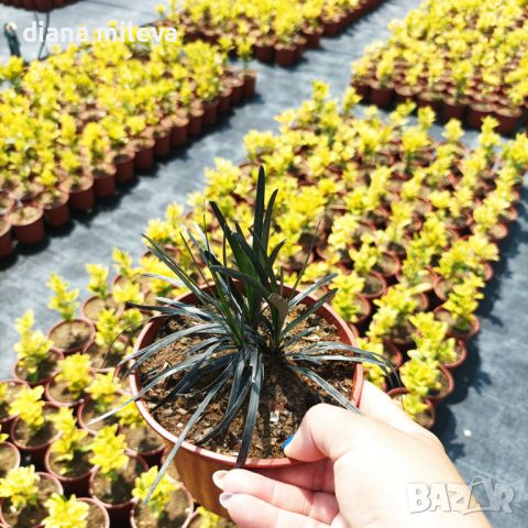 Черен Офиопогон, Ophiopogon black, студоустойчив!!, снимка 12 - Градински цветя и растения - 46103753