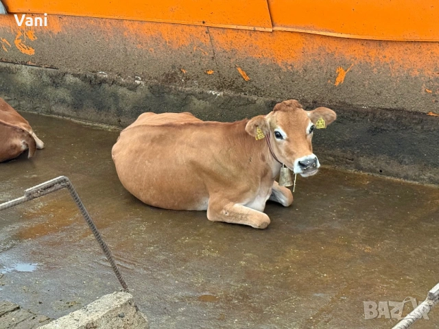 Джарсе-Жарсе- юници -датски Чостокръвни , снимка 5 - Крави - 54025814