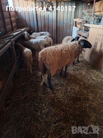 продавам 5 бр овце с 3бр агнета , снимка 1 - Овце - 46448009