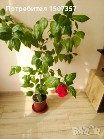 Китайска роза - червени цветове / хибискус / каркаде