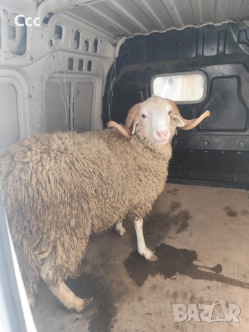 Продавам коч