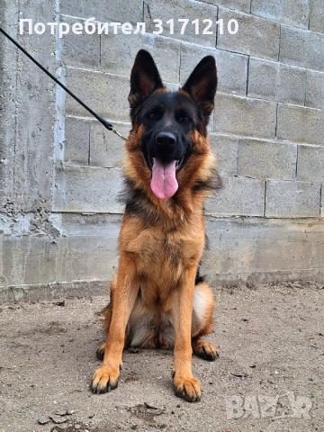 Немска овчарка 