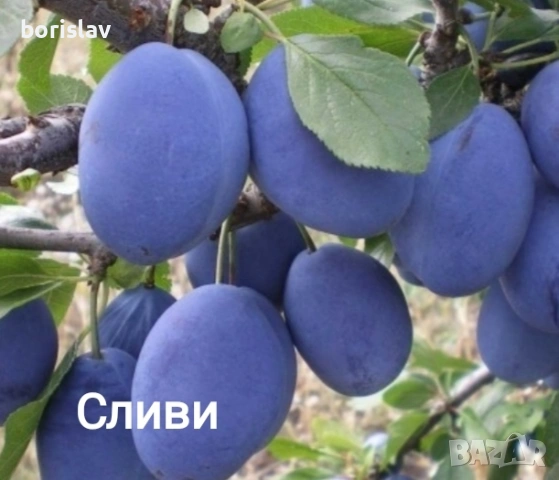 Продавам плодни дръвчета - круши, сливи, ябълки, вишни и дюли, снимка 4 - Разсади - 48078965