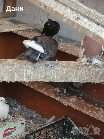 архангел , снимка 4 - Гълъби - 54211130